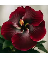 20 Dark Red Black Hibiscus Perennial Flowers Seeds - $19.11