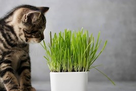 HSE 5 Pounds of Cat Grass Seeds for Planting Nutritious Tasty Treat for Animals - $24.53