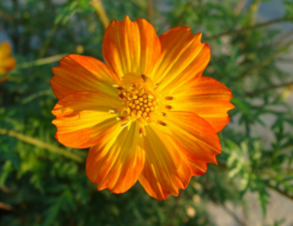 50 Pc Seeds Cosmos Bright Lights Flower Plant, Cosmos Seeds for Planting | RK - £14.84 GBP