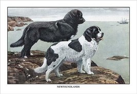 Two Newfoundlands by Louis Agassil Fuertes - Art Print - £17.29 GBP+