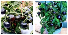 Black Gem: 5 Bags (100 Seeds / Bag) of Dwarf Bonsai Black Pearl Tomatoes Seeds - £17.32 GBP