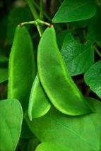 “ 15 PCS SEEDS Heirloom &#39;Jinke&#39; Green Hyacinth Bean Organic Seeds GIM “ - £8.75 GBP
