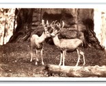 RPPC Twin Bucks Deer Sequoia National Park California CA UNP Postcard Z9 - £3.85 GBP