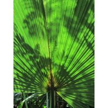 10 Sabal Minor Flowering Palm Seeds #STL17 - $18.17