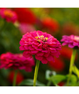 Zinnia Pepito Mix Dwarf 10 Petite Low Grow 5 Colors 100 Seeds Easy To Gr... - $242.22 MXN