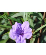 Petunia Flower - Purple White Bicolor Flowers 200 PCS Seeds - $14.29