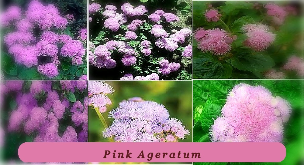 Pink Ageratum Perennial Flower 50 Seeds Garden Favorite - $9.79