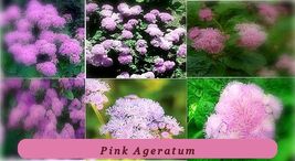 4692 pink ageratum pop thumb200