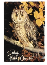 Salut Vieille Chouette Hello Old Owl Orion Paris France 4X6 Bird Postcard - $8.99