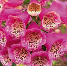 1 Pc Quart Pot Digitalis Purpurea Flowers, Camelot Rose Foxglove Live Plant | RK - £57.46 GBP