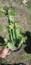 Euphorbia Trigona &quot;African Milk Tree&quot; (1 Gal. Pot) - £31.24 GBP