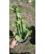 Euphorbia Trigona &quot;African Milk Tree&quot; (1 Gal. Pot) - $726.74 MXN