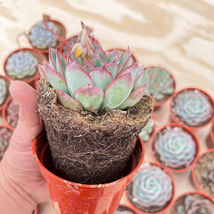 Assorted Colorful Succulent Plants Great for Bridal Shower Favors 20/30/50  - £298.26 GBP+