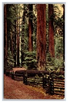 Giant Sequoia Trees Along Redwood Highway California CA Chrome Postcard D21 - £2.32 GBP