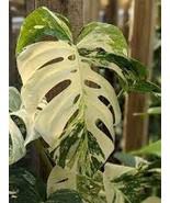 Palm Tree Turtle Leaves Monstera Variegated Seeds 20 pcs - $14.79