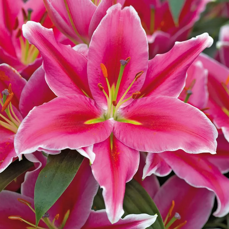 Lake Carey Oriental Lily Flower Bulbs - $39.63