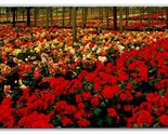 Begonia Gardens Santa Cruz California CA UNP Chrome Postcard N24 - $3.36