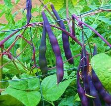 Black Garden Bean Phaseolus vulgaris Hybrid, 15 Seeds D - £7.77 GBP