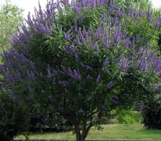 Primary image for Chaste Tree 30 Heirloom Seeds -Purple Flower Plumes