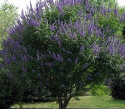 Chaste Tree 30 Heirloom Seeds -Purple Flower Plumes - £3.94 GBP