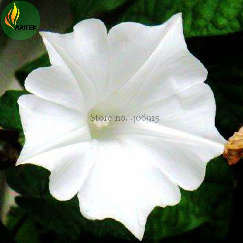 Imported Purely White Morning Glory Seeds 10 Seeds Beautiful Annual Flow... - $6.72