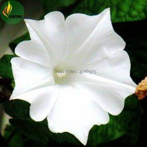 Imported Purely White Morning Glory Seeds 10 Seeds Beautiful Annual Flow... - $124.75 MXN