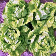 Usa Seller Tennis Ball Lettuce Gardening - $18.35