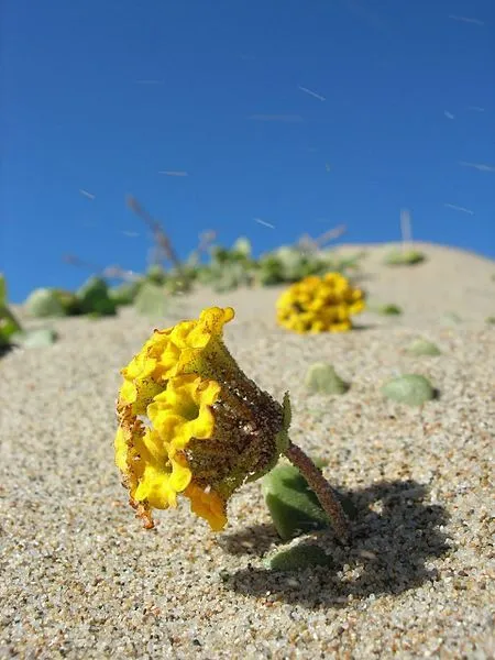 20 Yellow Sand Verbena Coastal Abronia Latifolia Arenaria Flower Seeds F... - $8.00