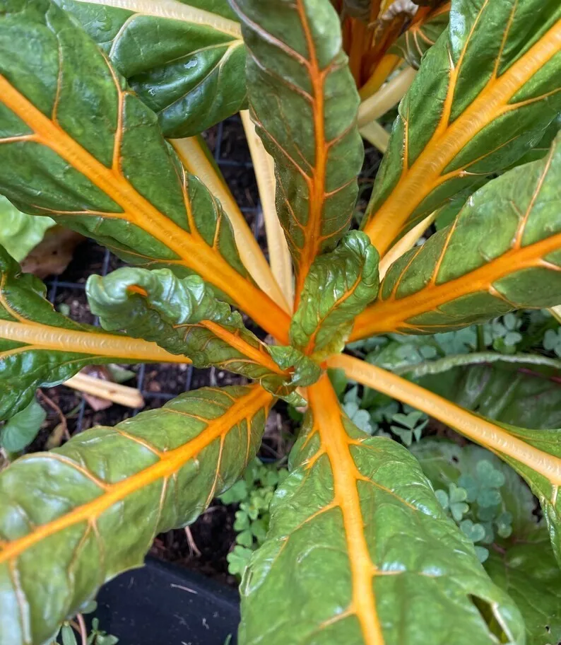 GIB Orange Fantasia Swiss Chard Vegetable Heirloom NON GMO 50 Seeds - £7.55 GBP