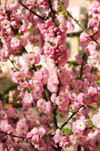 10 Flowering Almond Prunus Triloba Plum Rose Tree Double Pink Flower Shrub Seeds - £13.37 GBP