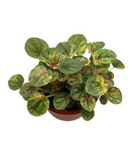 Peperomia Pink Lady, 4.5 inch pot, Very Rare Pink Marble - $37.15