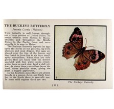 The Buckeye Butterfly 1934 Butterflies Of America Antique Insect Art PCB... - $19.99