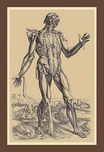 The Fifth Plate of the Muscles by Andreas Vesalius - Art Print - £17.57 GBP+