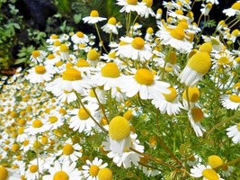 2000+Common German Chamomile Flower Seeds Organic Herb Tea From US - $9.26