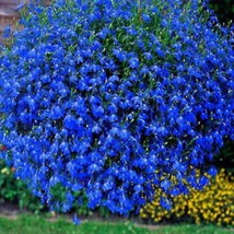 Best Seeds Trailing Blue Carpet Lobelia Seeds Erinus Lobelia Ground Cover Or Han - $15.00