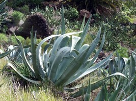 10 Seeds = Agave - American Centry Plant -See Description Below -Succulent  - $3.99