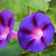 50 Grandpa Ott Morning Glory Seeds  3&quot;+ Deep Purple Flowers  - €3,86 EUR
