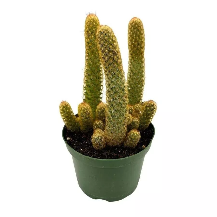 Lady Finger Cactus Copper King 6 in Pot Mammillaria Elongata Kopper Lady Fi - £44.71 GBP