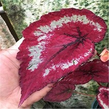 100 pcs &#39;SPOT WHITE&#39; Coleus Seeds Fire Red with White Line Spots Leaves FRESH SE - £11.00 GBP