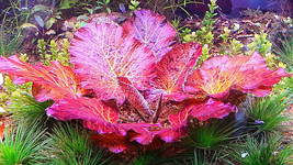 Red Tiger Lotus 1 Plant - Nymphara ZENKERI-Aquatic Live Plants Super Price !!!!! - £7.81 GBP