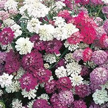 Candytuft, Dwarf Fairy Mix Seeds, 50 Seed,Beautiful Pink, Lavender, White Flower - £3.57 GBP