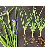 16 Live Bluejacket Spiderwort Plants – Tradescantia (Widow’s Tears, Spid... - $36.00