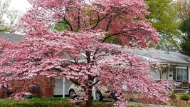 Pink Dogwood Tree 8-12&quot; Tall in a 2.5&quot; Pot - £32.92 GBP