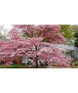 Pink Dogwood Tree 8-12&quot; Tall in a 2.5&quot; Pot - $57.38 CAD