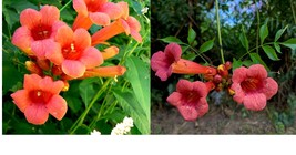350 Hummingbird Trumpet Creeper Vine Campsis Radicans Flower Seeds Free Shipping - £27.33 GBP