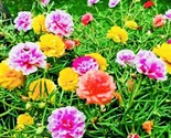 300 Seeds Moss Rose Double Flower Mix Seeds Open Pollinated Heirloom Fre... - $8.99