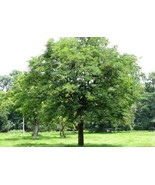 SEED- Grow your own Tamarind Tree, as a Houseplant, Tree, or Bonsai- Tro... - €5,13 EUR+