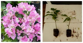 starter/plug Plant Well Rooted Imperial Thai Delight Live Bougainvillea Plant - £38.44 GBP
