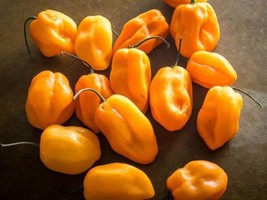 Fresh Seeds 25 Jamaican Yellow Habanero Pepper Non-Gmo - £5.54 GBP