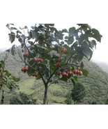 ArfanJaya 10_seeds Cyphomandra betacea Tamarillo Tree Tomato - £14.28 GBP